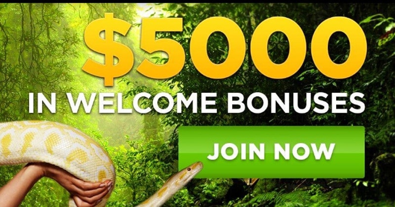 Wild Casino Bonus