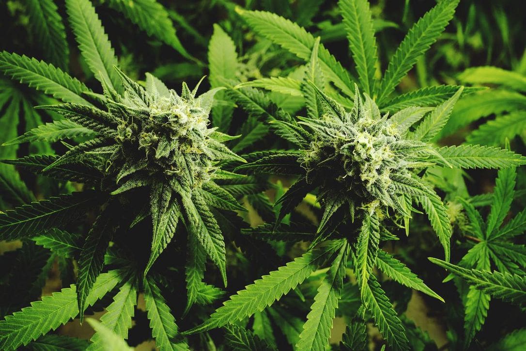 Guy Laliberte Claims That He Is Not Selling Marijuana Guy Laliberte Claims That He Is Not Selling Marijuana